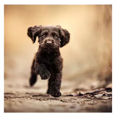 Фото на холсте бегущая по тропинке собака, размера 100x100