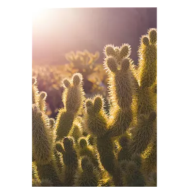 Фото на холсте кактусы, размера 50x70