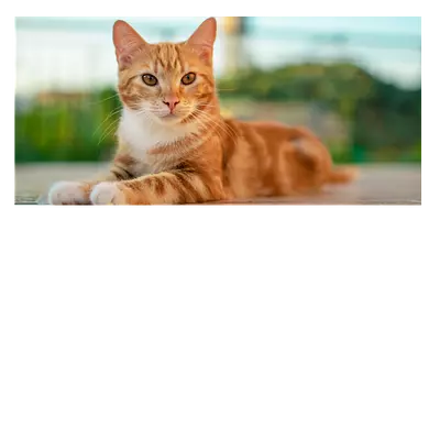 Фото на холсте рыжий кот, размера 60x30