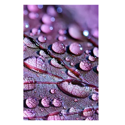 Фото на холсте капли на листе, размера 60x90