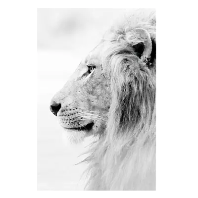 Фото на холсте лев в светлых тонах, размера 60x90