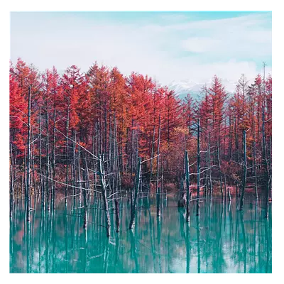 Фото на холсте деревья в воде, размера 50x50