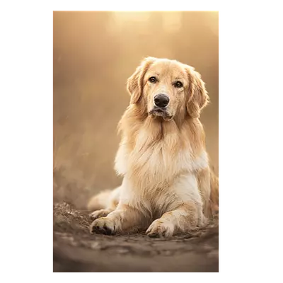 Фото на холсте собака на тропинке, размера 30x45