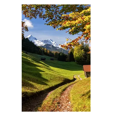 Фото на холсте дорога в зеленом лесу, размера 40x60