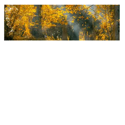 Фото на холсте осенний лес, размера 120x40
