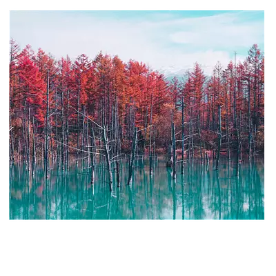 Фото на холсте деревья в воде, размера 60x50