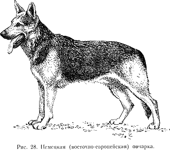 Русско Немецкая Овчарка Фото