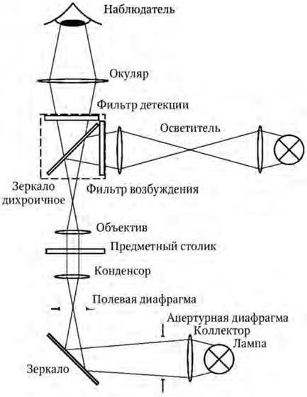 Как работает микроскоп схема