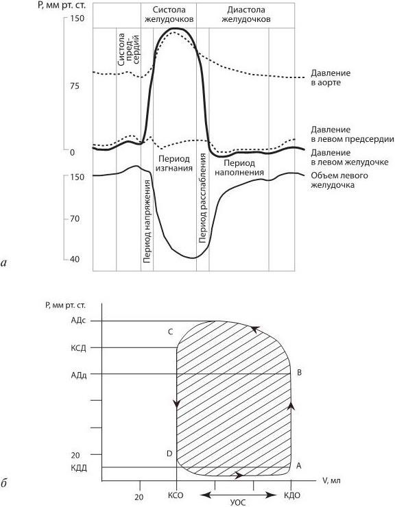 Сердечный цикл схема физиология