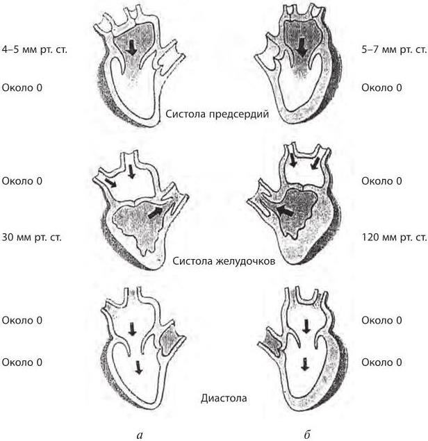 Рассмотрите схему сердечного цикла на рисунках 1 3 на каком из рисунков изображена фаза систолы