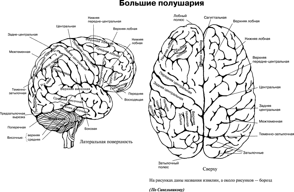 Левое полушарие доли. Головной мозг вид сбоку борозды. Строение головного мозга доли коры. Большие полушария головного мозга вид сбоку. Головной мозг анатомия схема.