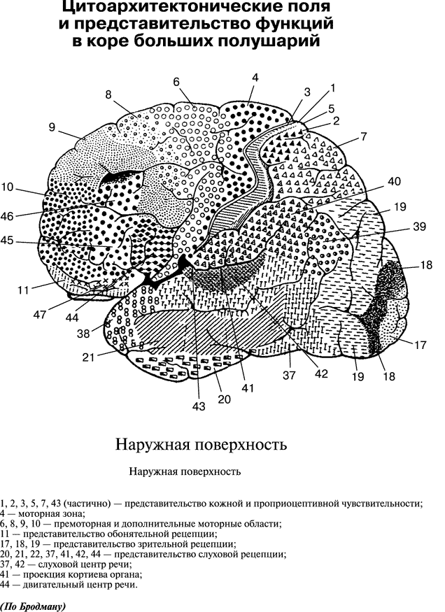 Карта бродмана с описанием полей