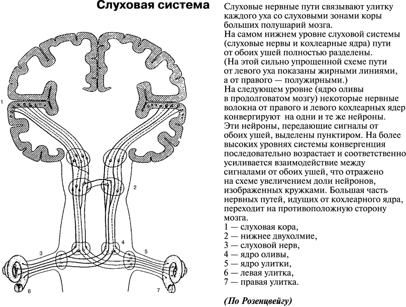 Схема слуховой сенсорной системы