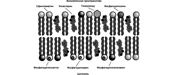 Строение ли. Амфипатические липиды. Амфипатические молекулы. Экзоцитлрибосомы как выглядит. Анемомолекул как выглядит.