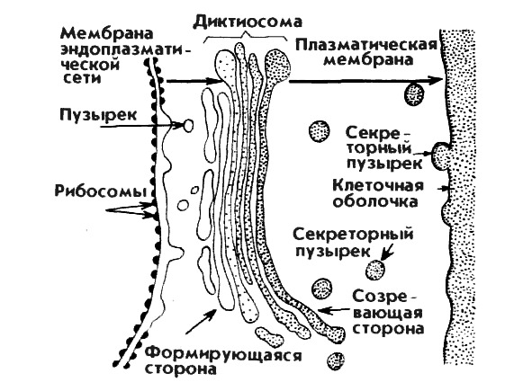 Рисунок егэ аппарат гольджи