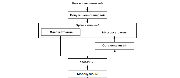 Уровни организации организма человека (Таблица)