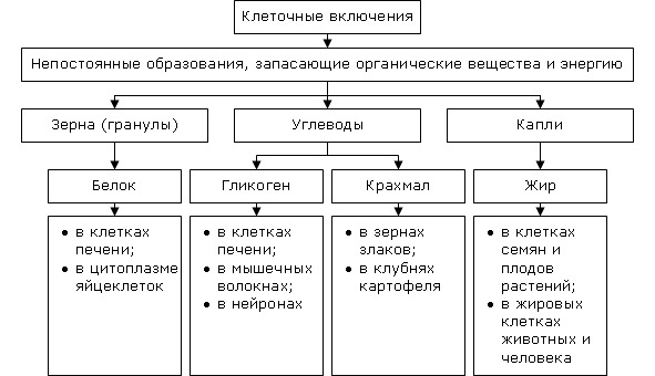 Какая структурная организация характерна для организма изображенного на рисунке 1