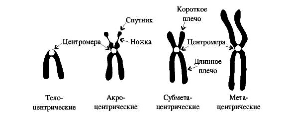Хромосомы . Биология