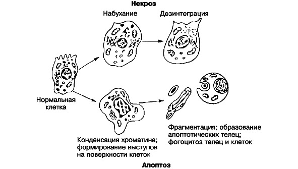 Схема микроскопических изменений в клетке при некрозе