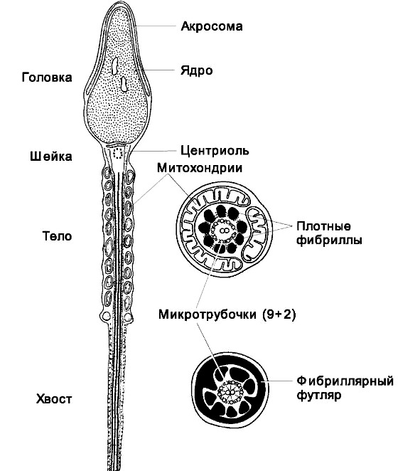 Строение сперматозоида. Строение сперматозоида гистология. Строение сперматозоида акросома. Схема строения сперматозоида. Строение половых клеток схема.