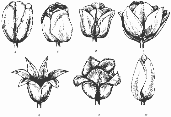 Формы цветов. Форма тюльпан. Формы цветков тюльпанов. Строение бутона тюльпана.
