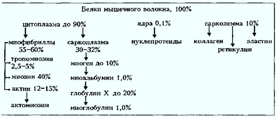 Мышечный белок. Мышечная ткань схема белков. Белки мышц. Классификация белков мышц.. Основные белки мышечной ткани. Белковый состав мышечной ткани.