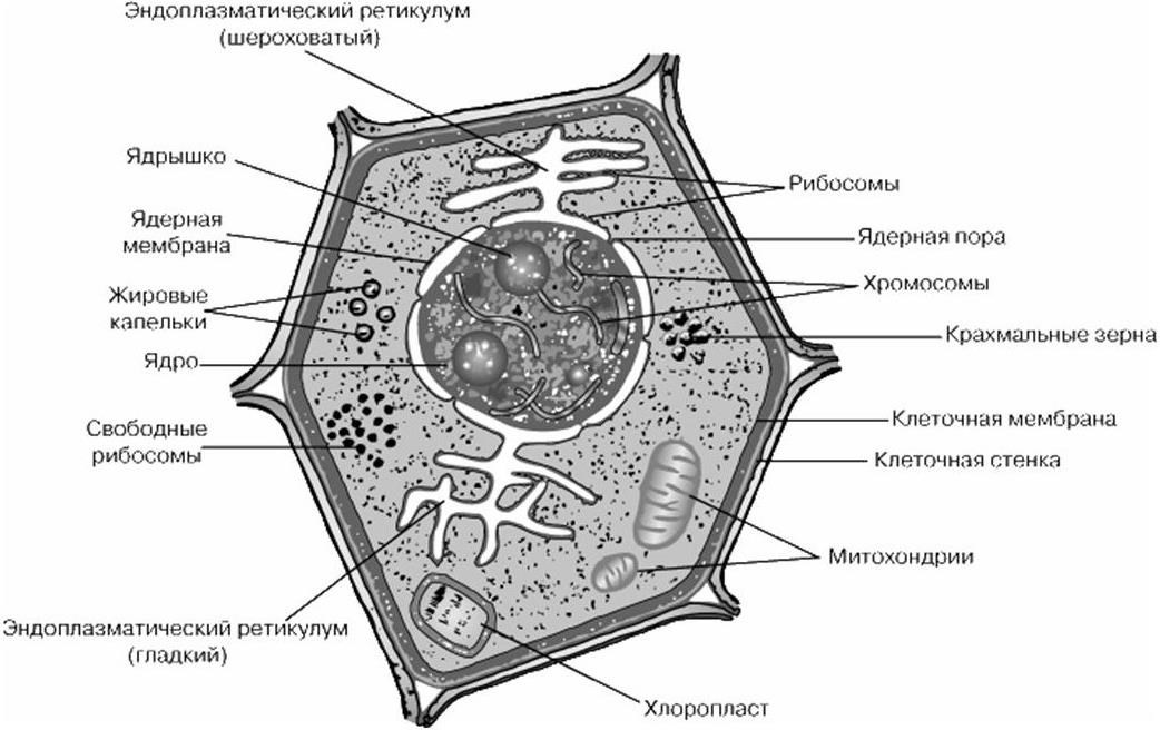 Клетка растения строение рисунок