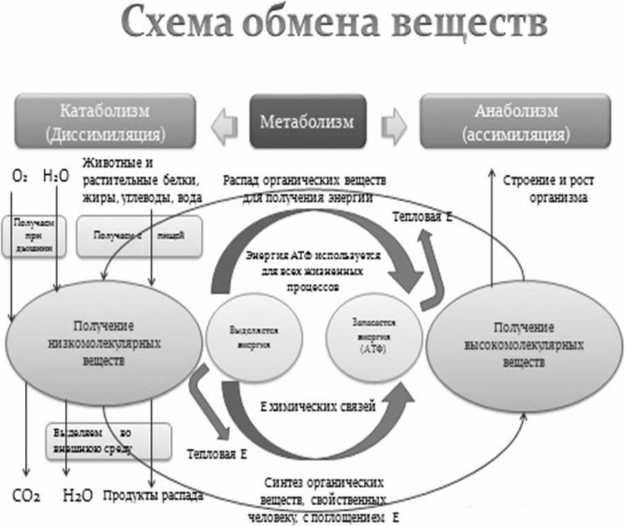 Схема обмена энергии в организме