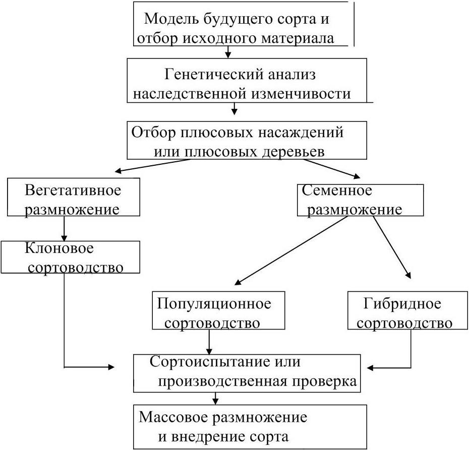 Схема селекционного процесса