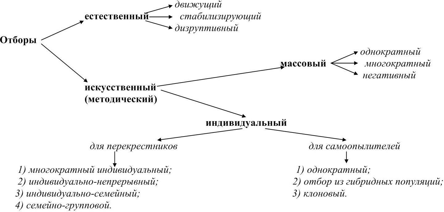 4.1 Отбор как метод селекции растений . Селекция растений