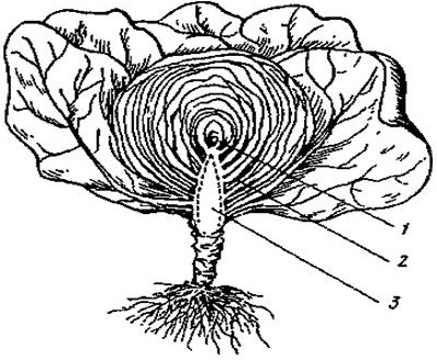 Корень капусты рисунок