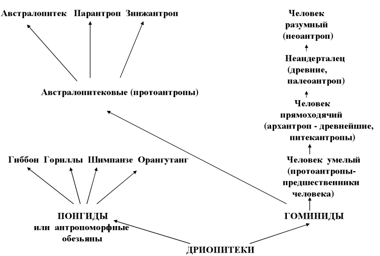 Схема появления человека