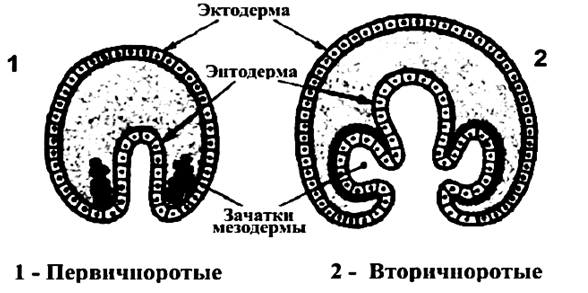 Кости развиваются из мезодермы