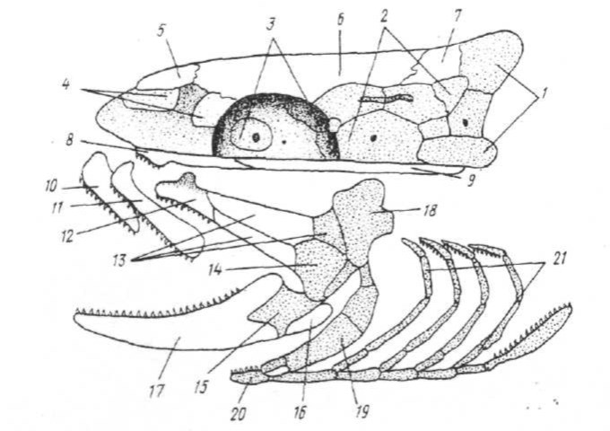 Схема строения черепа костистой рыбы