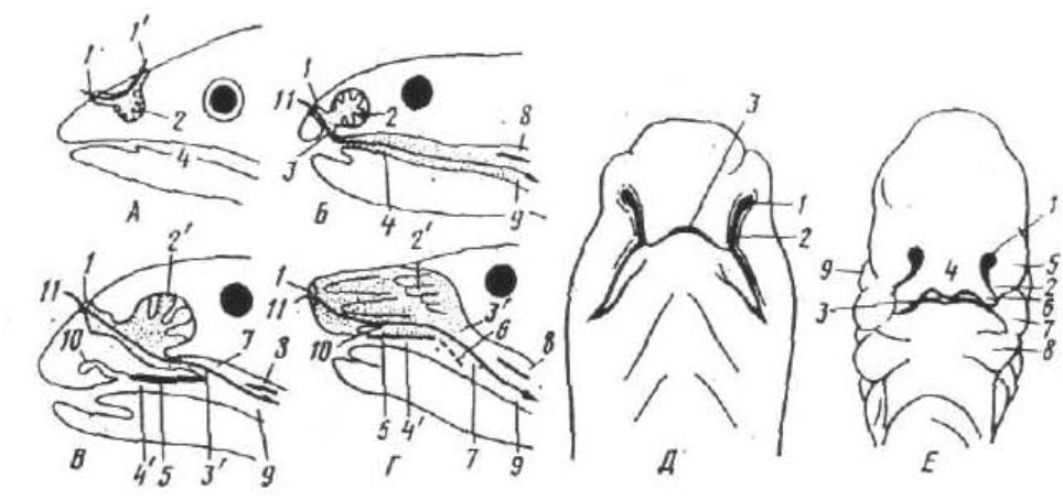 Какие ноздри у рыб. Хоаны амфибий. Обонятельный анализатор кролика строение. Обонятельные мешки лягушек. Обонятельные мешки земноводных.