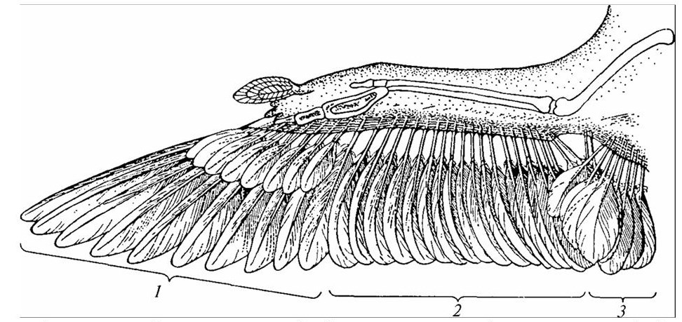 Схема скелета крыла и расположения маховых перьев