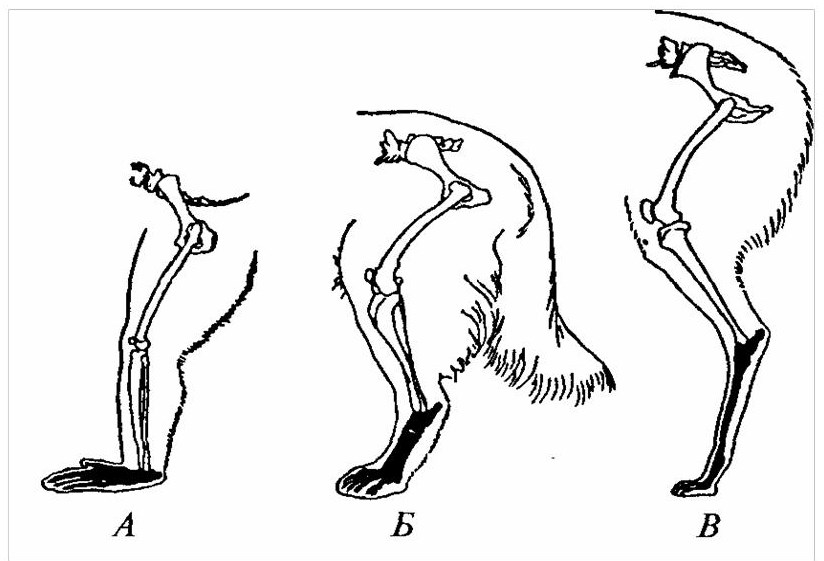 Скелет конечностей млекопитающих схема