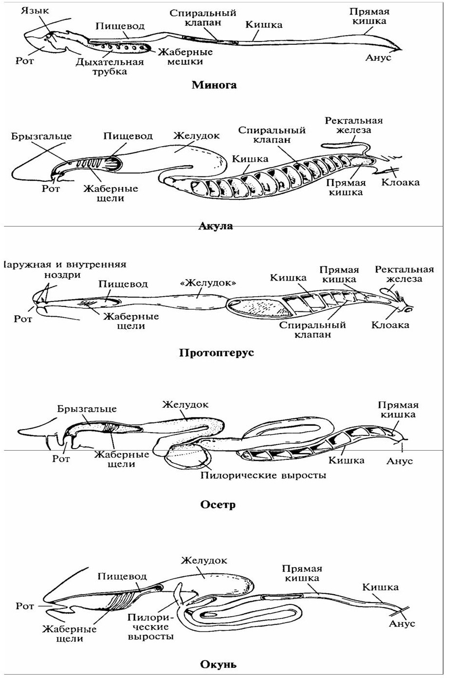 Филогенез систем