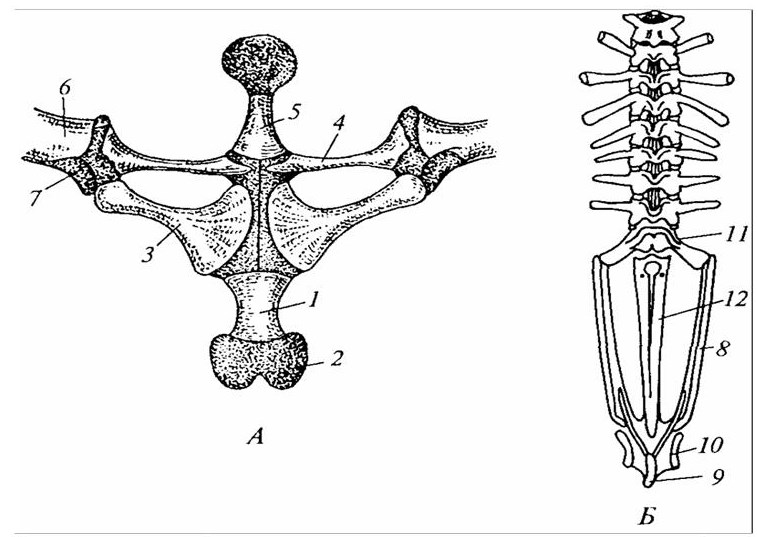 Скелет поясов конечностей лягушки. Коракоид Воронья кость. Коракоид у амфибий. Коракоидная кость у лягушек. Скелет лягушки коракоид.
