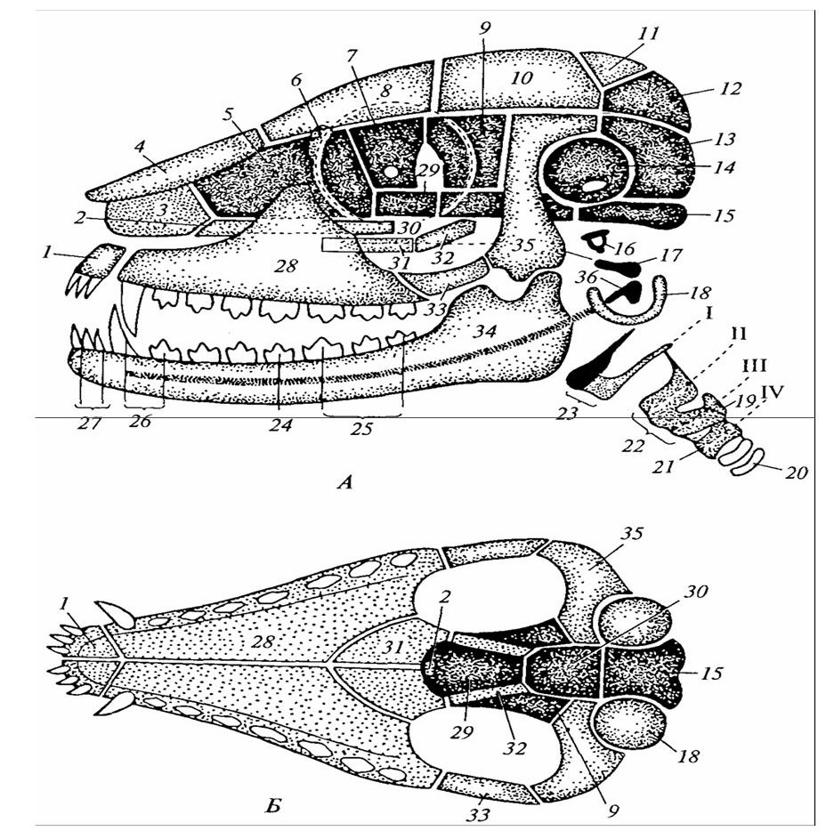 Схема строение черепа млекопитающих