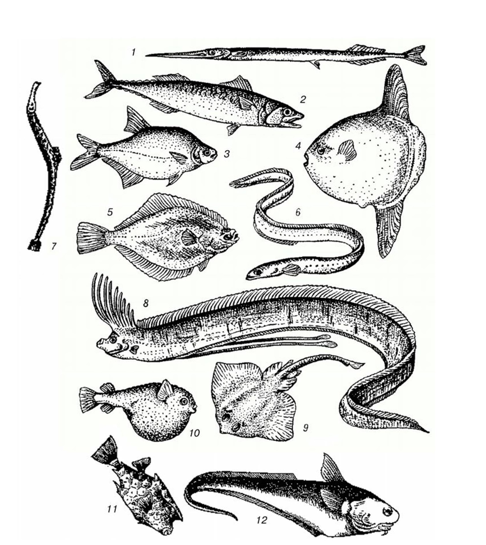 Скумбриевые Рыбы Фото