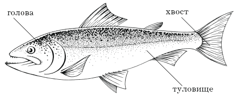 Схема рыба 1 класс