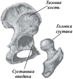 Костно суставная система