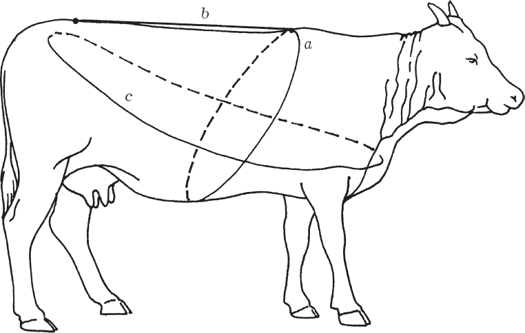 Живой массы крупного рогатого. Схема измерения коров. Замер коровы. Биологические особенности КРС.