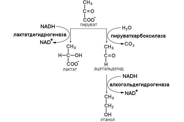 Молочнокислое гомоферментативное брожение схема
