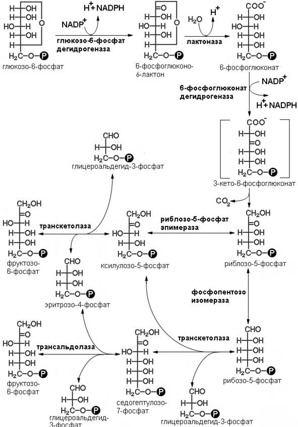 Схема пентозофосфатного цикла