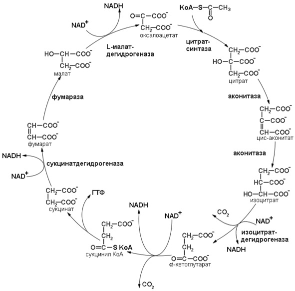 Цикл трикарбоновых кислот схема с формулами