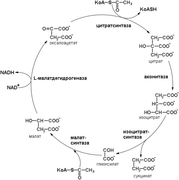 Схема глиоксилатного цикла