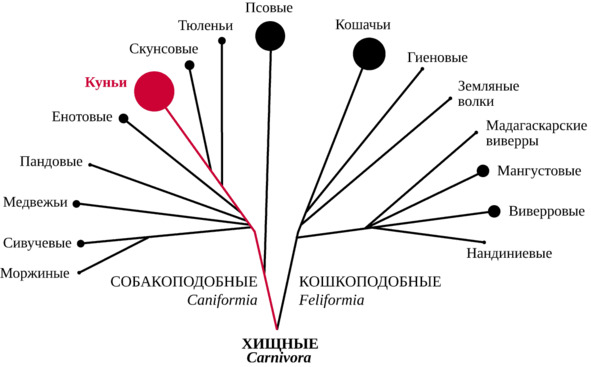 Доклад по теме Отряд Куньи