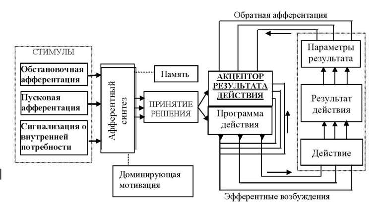 Афферентация это